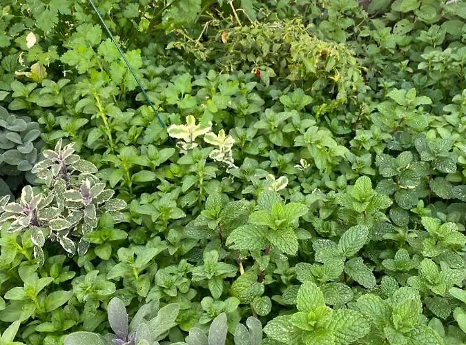 호스텔 Faroway 파로